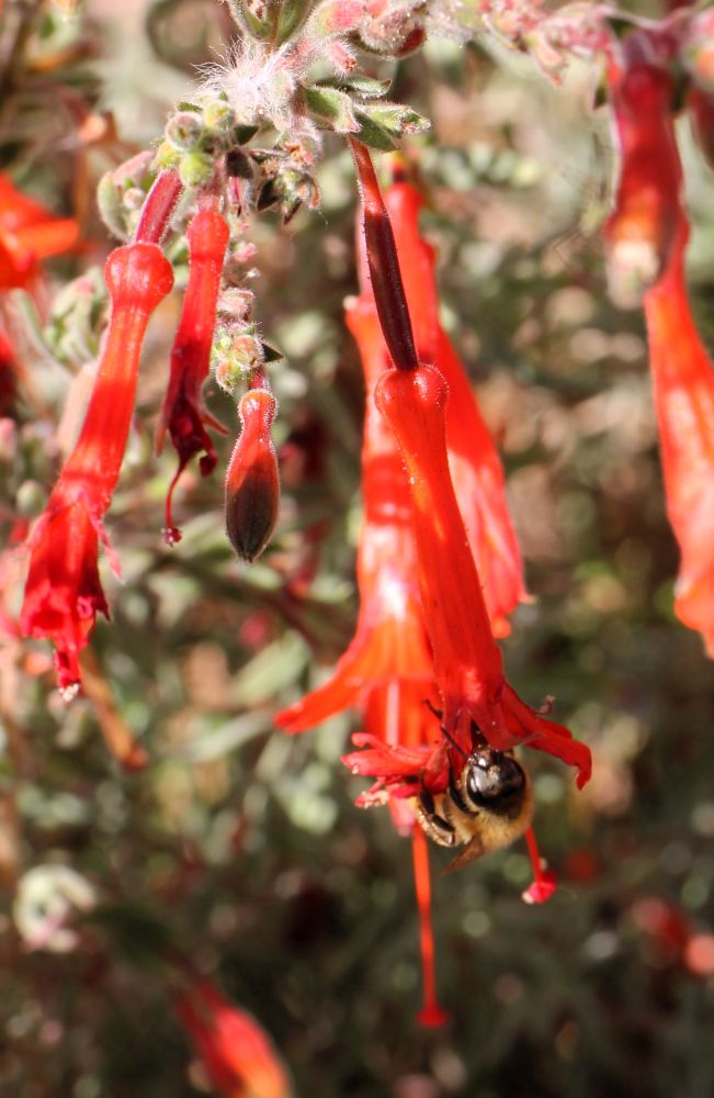 A honey bee handing from the long orange blossoms of the California fuchsia