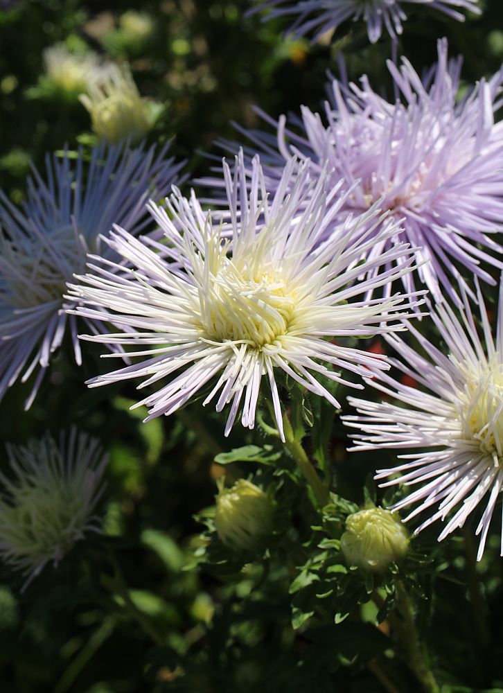 Starburst dahlias in white and light purple