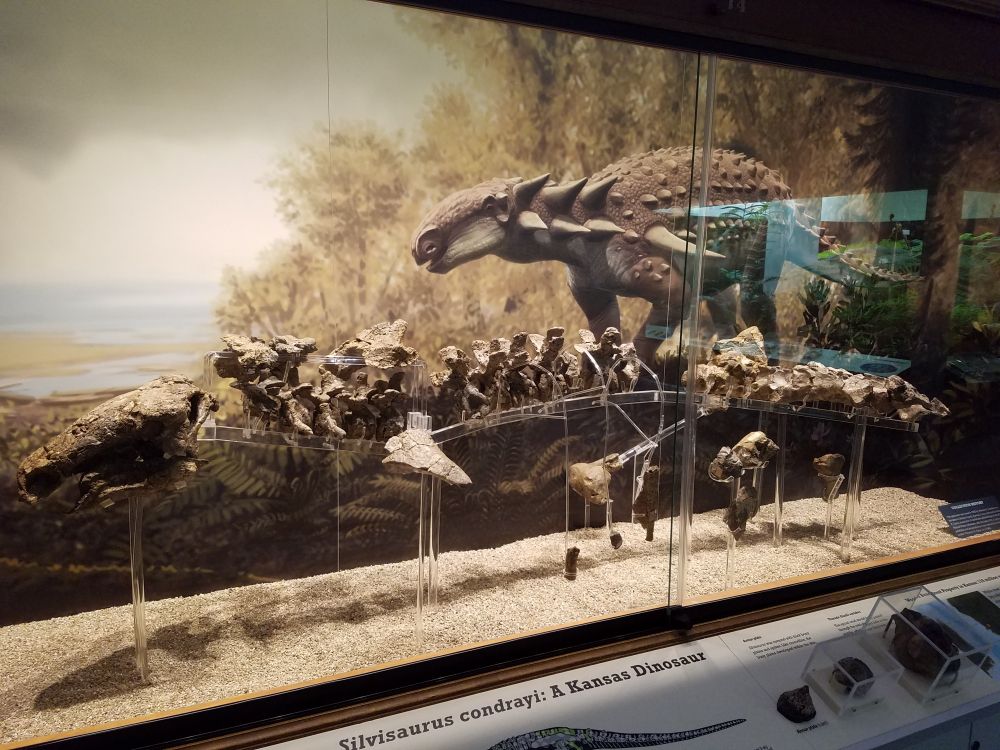 Silvisaurus condrayi at the University of Kansas Natural History Museum. An ankylosaurid dinosaur skeleton is shown in a museum exhibit. Photo supplied by NGPezz. 