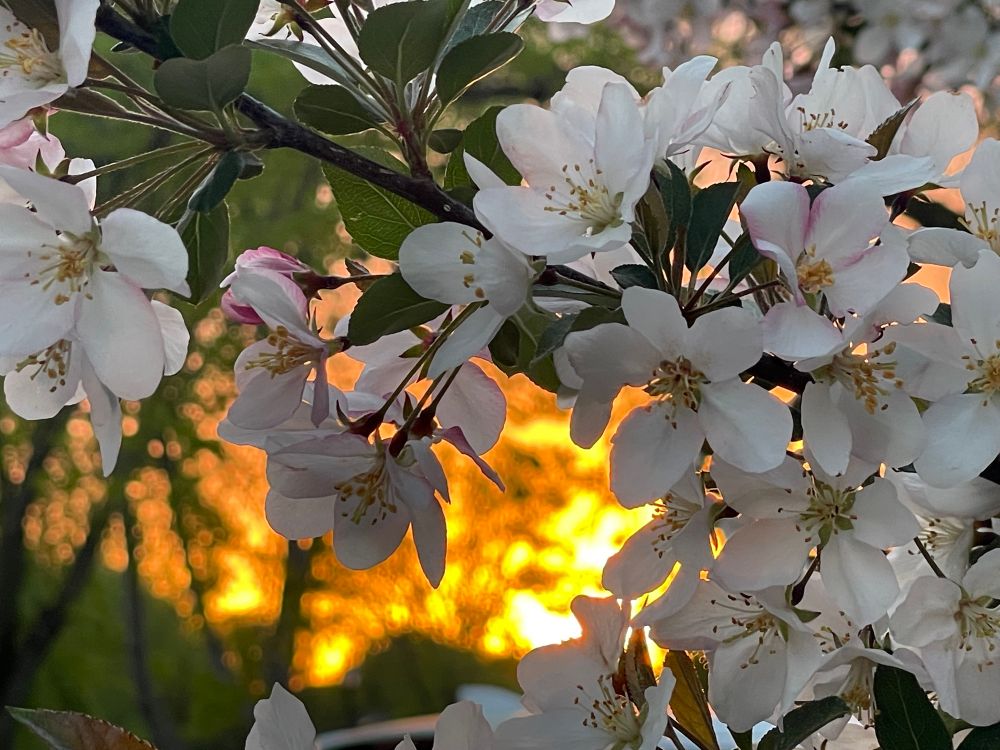 White Apple blossoms with orange sunset behind. 