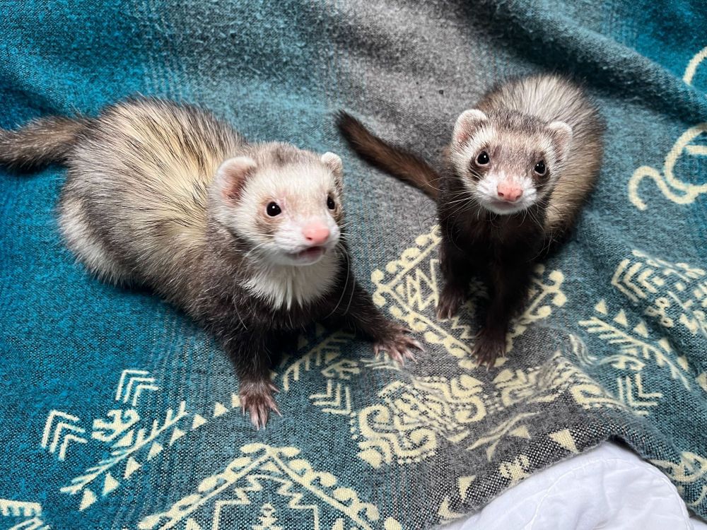 Brutus and Marsha are two brown and white ferrets on a blue blanket. They are looking at the camera.