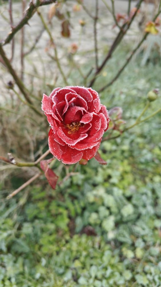 Une rose couverte de givre. 