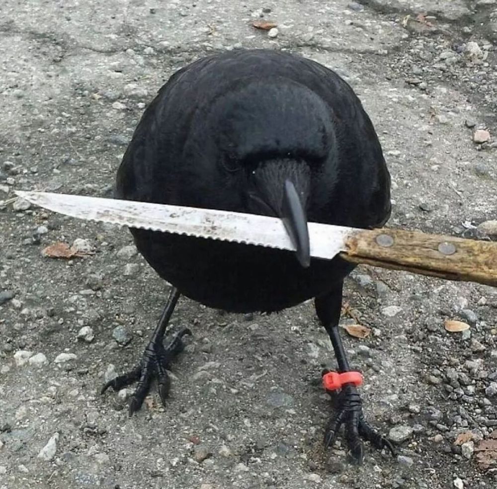 A crow holding a serrated steak knife in its beak