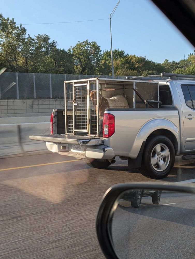 A caged goat is in the bed of a silver pickup truck driving down the highway, photographed out of my driver side window