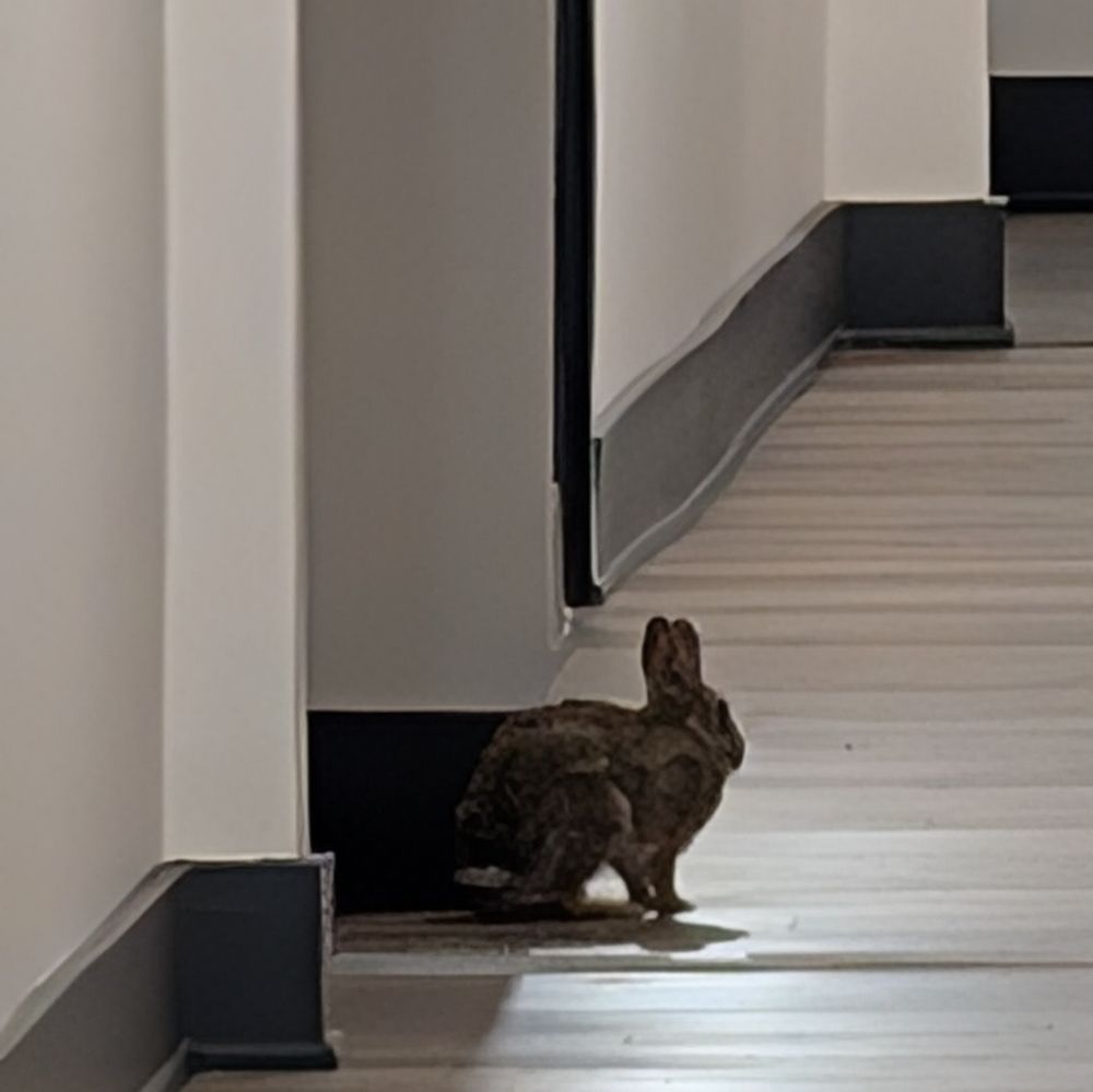 Wild rabbit in apartment hallway