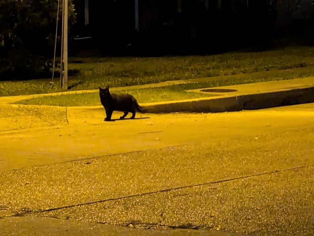 A black cat who will not let me pet him.