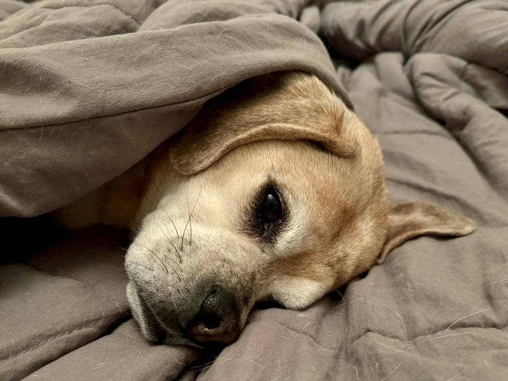 Maggie, a middle age puggle, with tan fur, a white face, and black nose, lies on her side in bed with only her head sticking out from under the covers