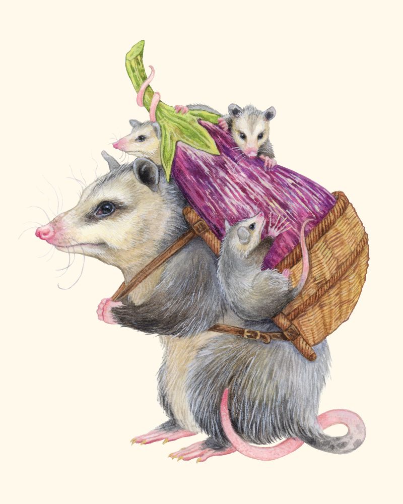 Watercolor painting of an opossum carrying its babies and an eggplant on its back 