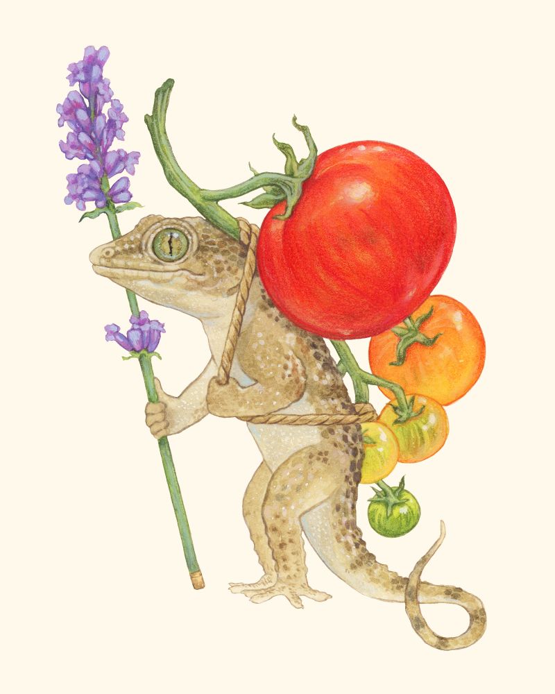 Watercolor painting of a gecko with a lavender walking stick carrying tomatoes on its back.