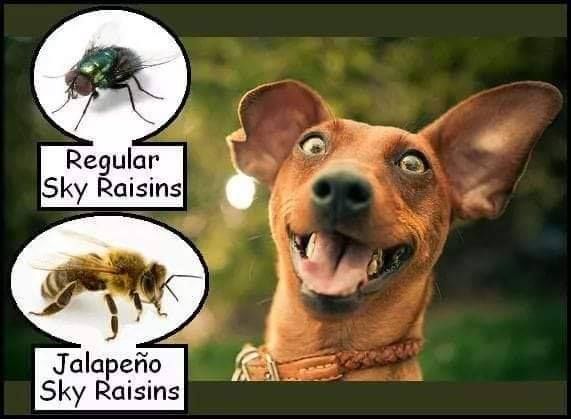 Regular Sky Raisins

Jalapeño Sky Raisins