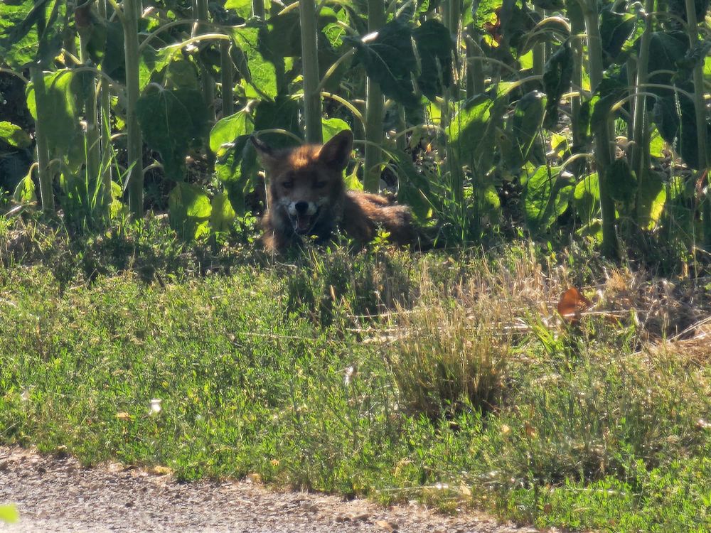 Renard allongé dans l’herbe en bord de champ de tournesols