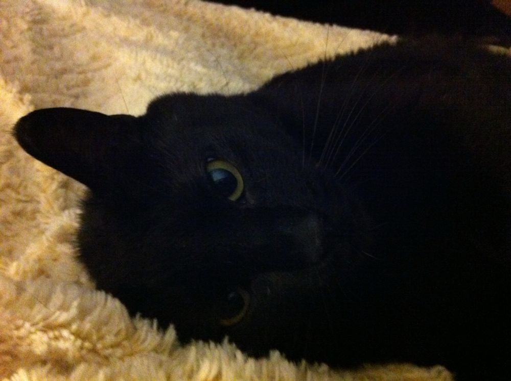 Black cat laying on his side on fuzzy white blanket giving his best ‘come hither’ look