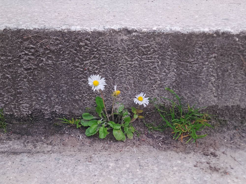 Gänseblümchen 