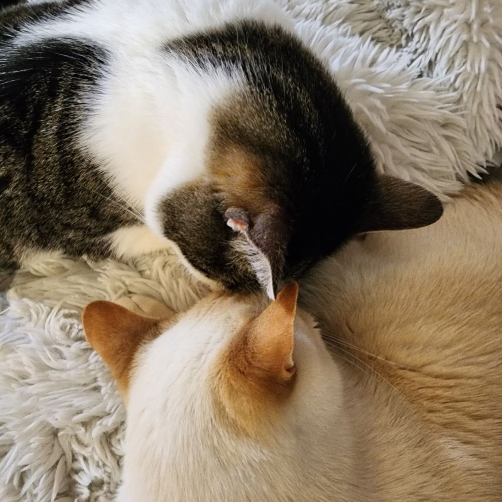 A gray striped cat with a white face smoothing his face into a curled-up white cat with toasty ears