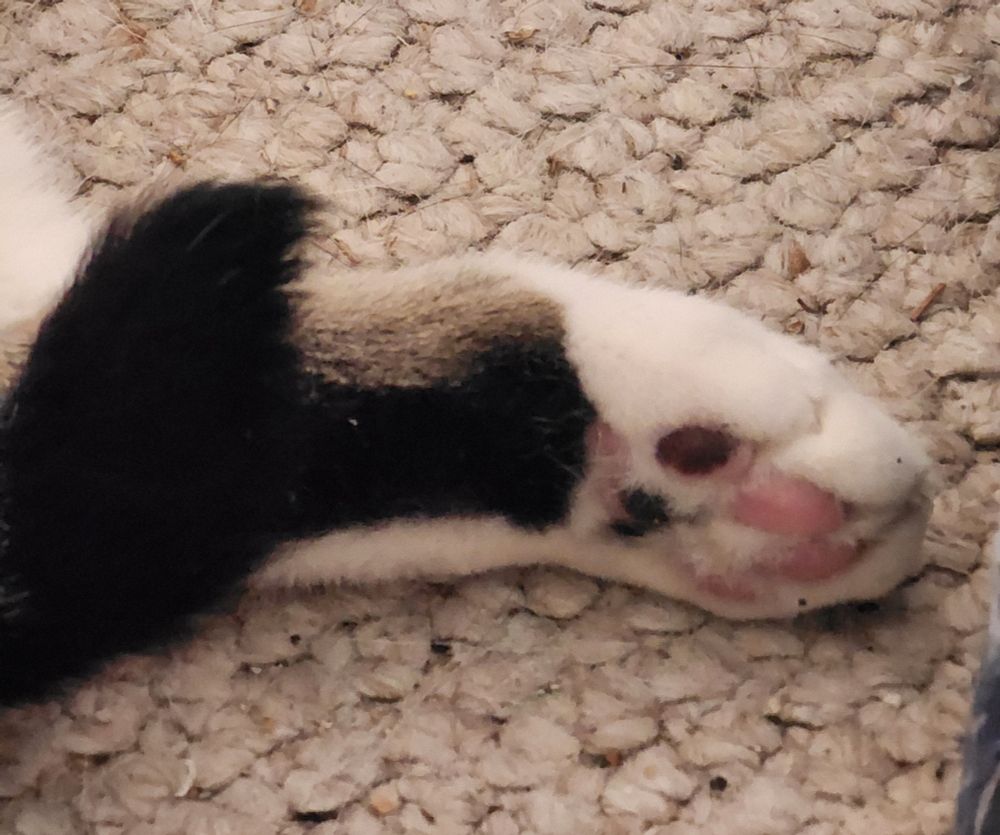 A closeup of a cat paw, white with a big gray spot, multicolored pink and black toe beans. The tip of a black tail is seductively draped across the upper part of the foot.