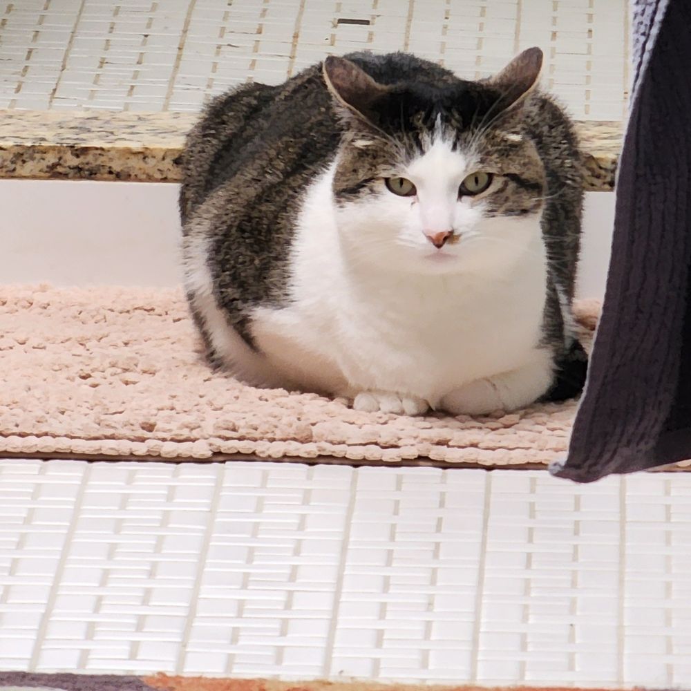 A gray striped cat with a white face sitting loaf-style on a bathroom mat. He is judging you. You are found wanting. 