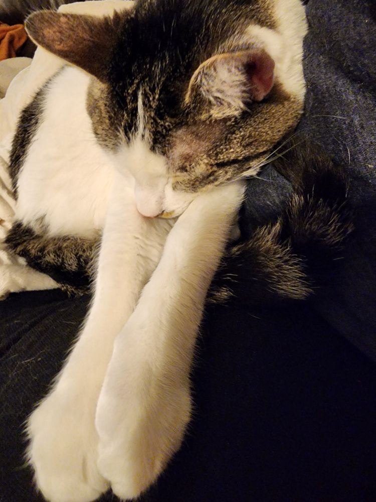A gray striped cat with a white face sleeping soundly, his front legs stretched out, holding his tail down