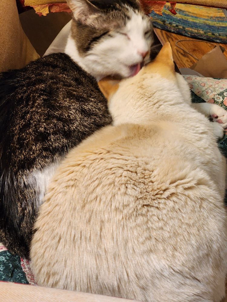A gray striped cat with a white face licking the head of a white cat with toasty ears. 
