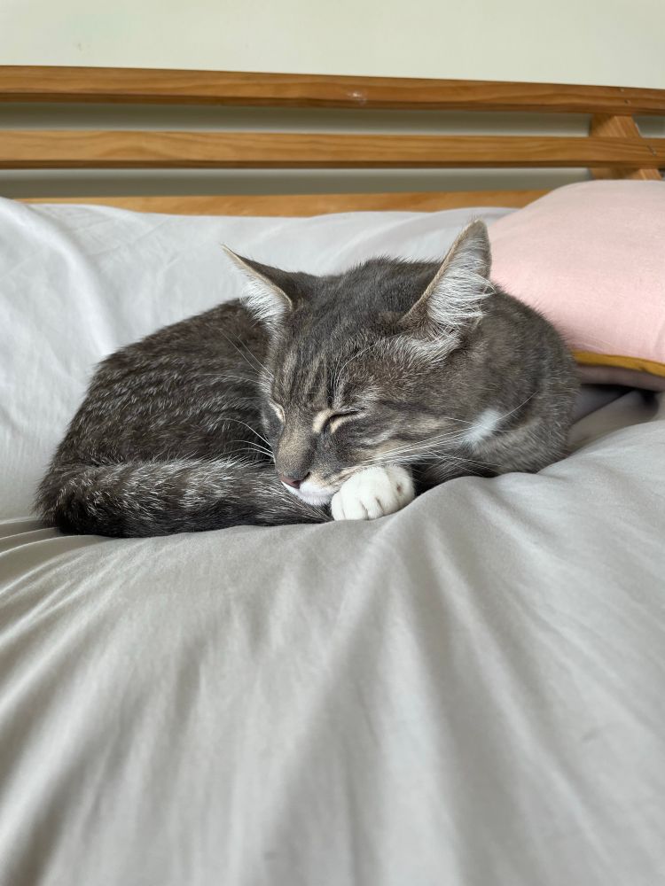A sleeping grey cat with white paws. He is curled up in a ball with resting his head on his paws and tail. 