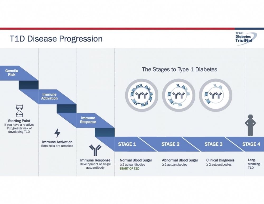 TrialNet presentation slide showing the progression of Type 1 diabetes, from at-risk (under 2 autoantibodies detected) to stage 1 (>2 antibodies), stage 2 (abnormal blood sugar), stage 3 (clinical diagnosis), and stage 4 (long-standing T1)