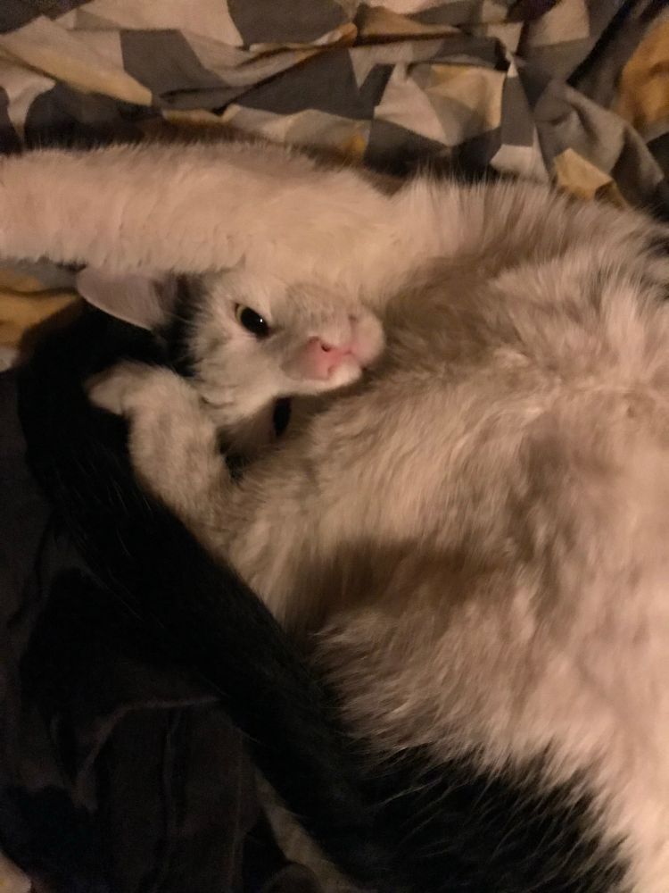 White and black cat upside down with legs at odd angles. 