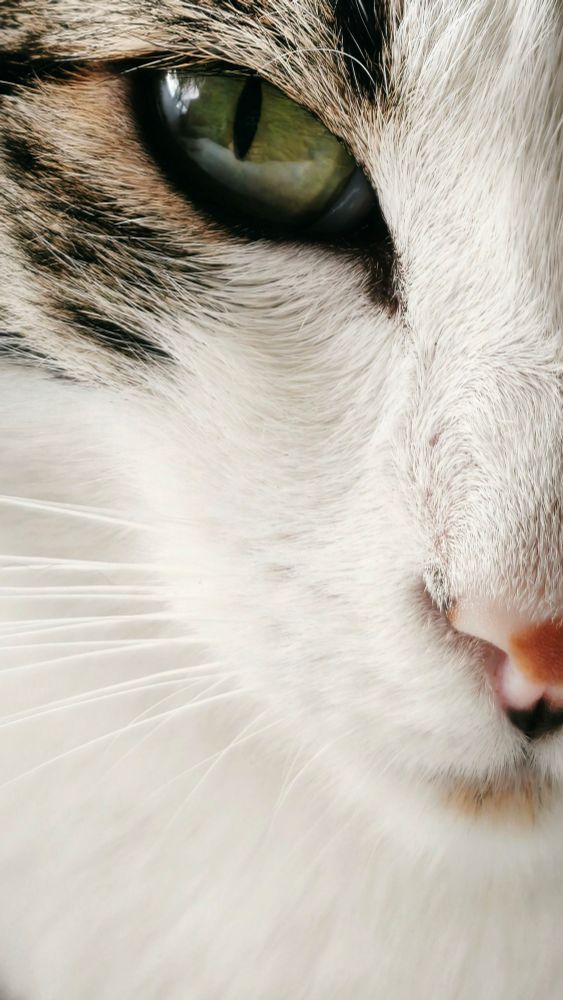 Right side of a tabby cat's face, showing mainly the green eye, part of the pink nose, half of the fur is white and tabby stripes around eye area 
