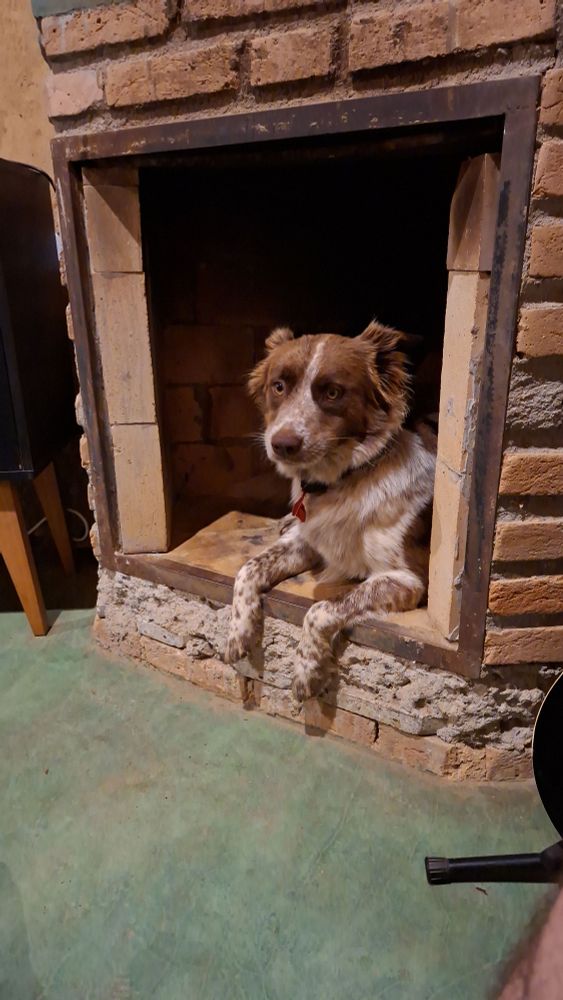 Uma cachorra marrom e branca dentro de uma lareira