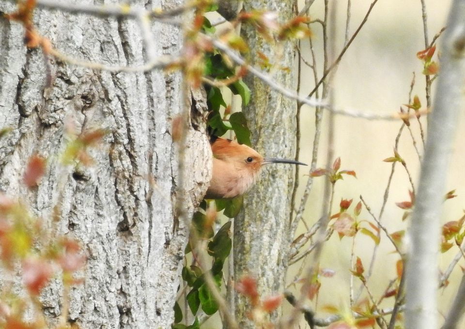 Hoopoe looking out of a tree pic GHi