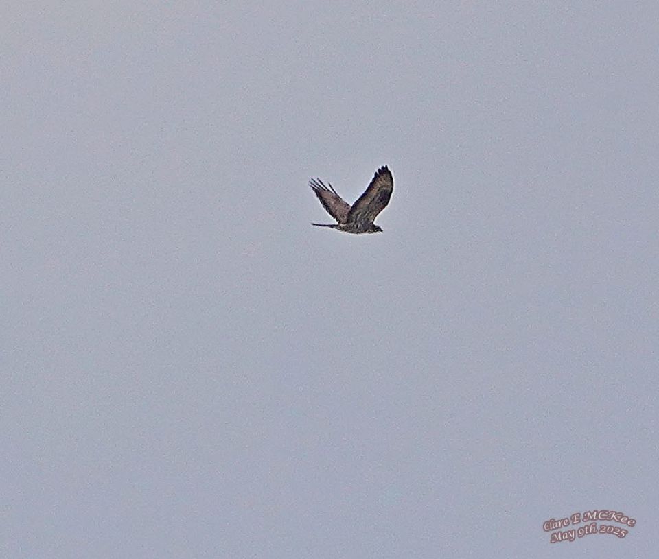 Honey Buzzard at Selsey Bill pic M Mckee