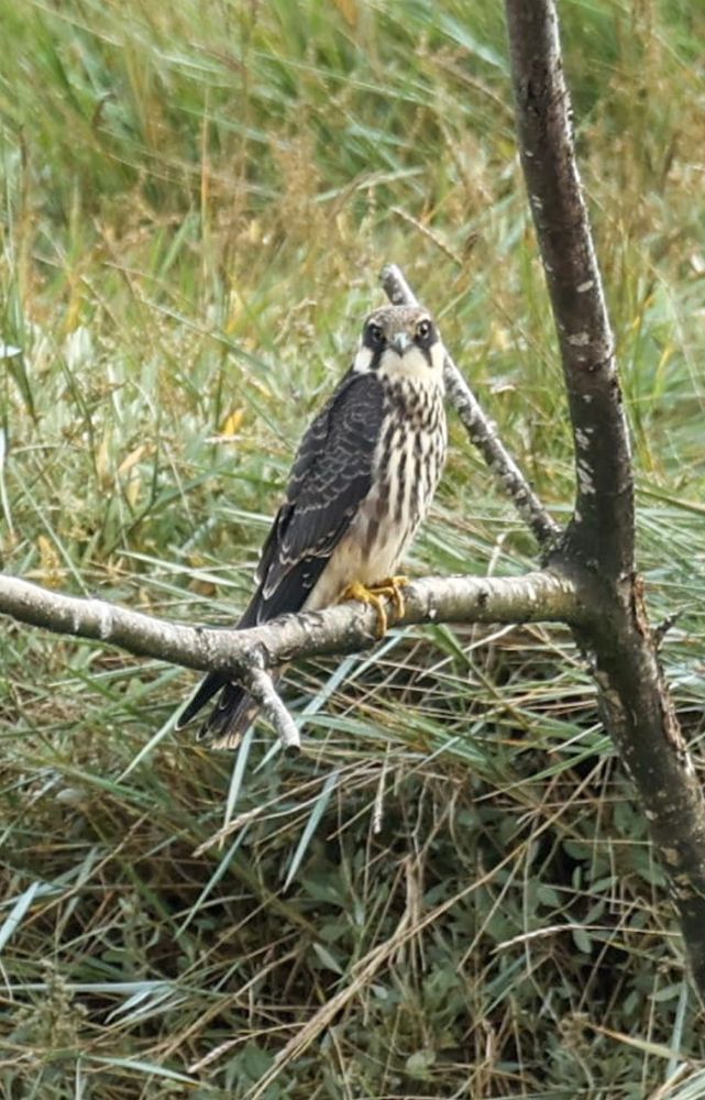 A Hobby, a bird of prey with grey upperparts and stripy chest & yellow feet sat on a branch looking at the photographer. Pic Mark James.
