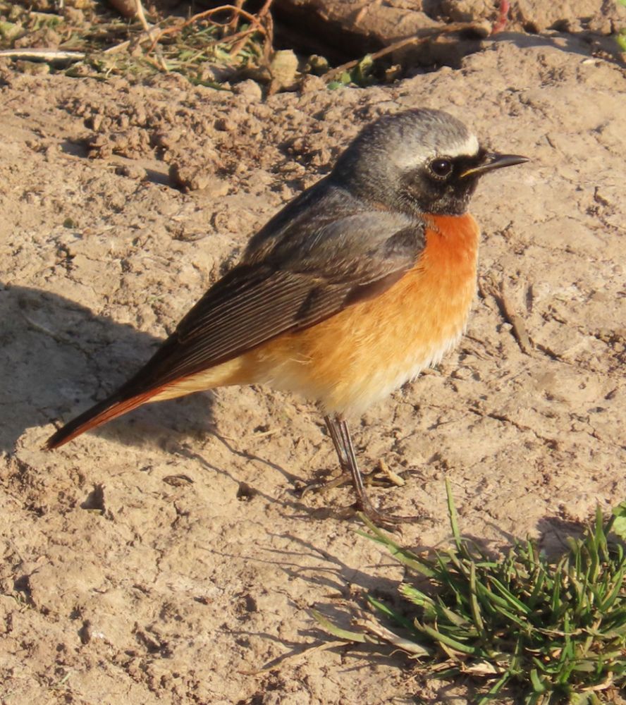Common Redstart, a small bird with red chest and sides, red tail and silvery grey upper parts. The head is grey with a black mask around the eyes. It is standing on a soil footpath. Pic AH.