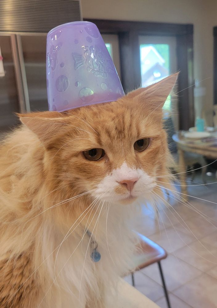 Orange Maine coon cat.with plastic cup on head