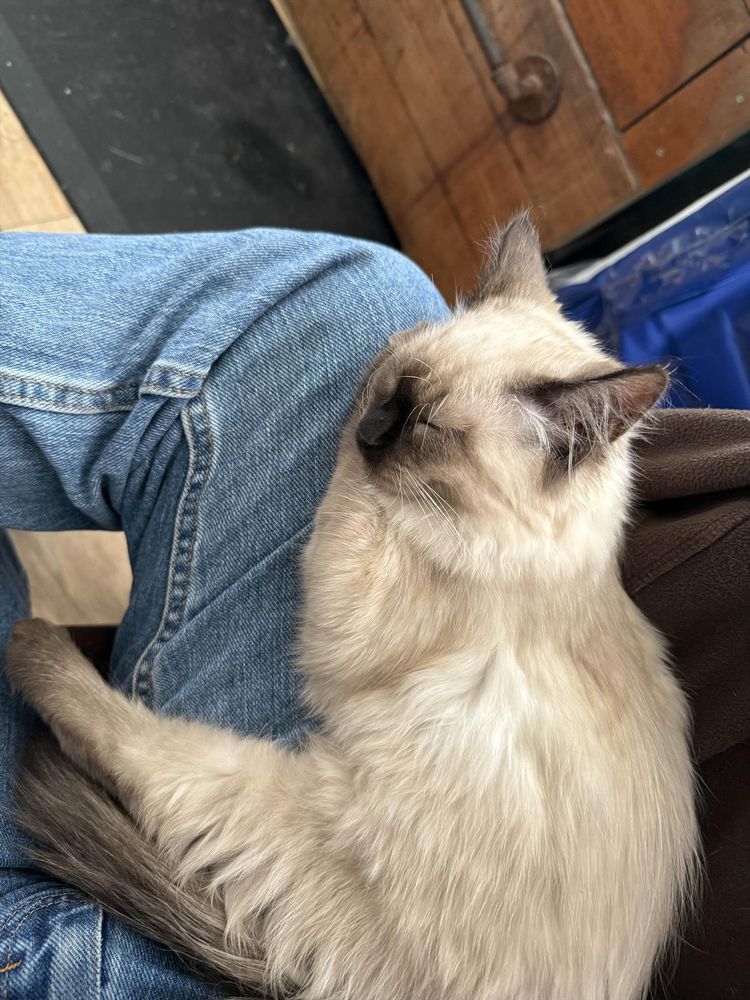 A fluffy cat with cream-colored fur and dark brown points on its face and ears sleeping peacefully on my lap, while i'm wearing blue jeans.