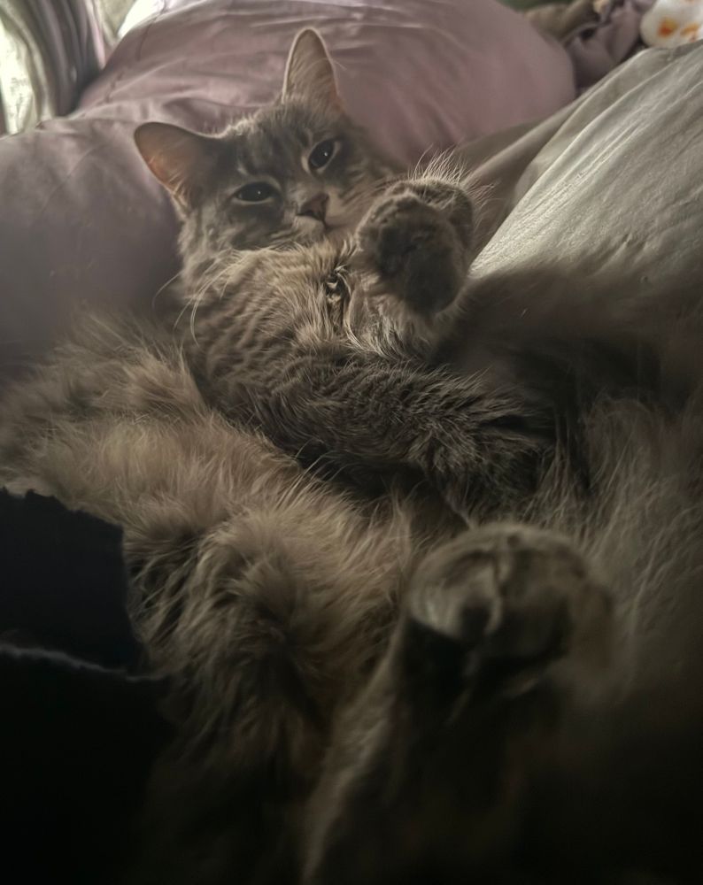 Stormy, Gray fluffy cat