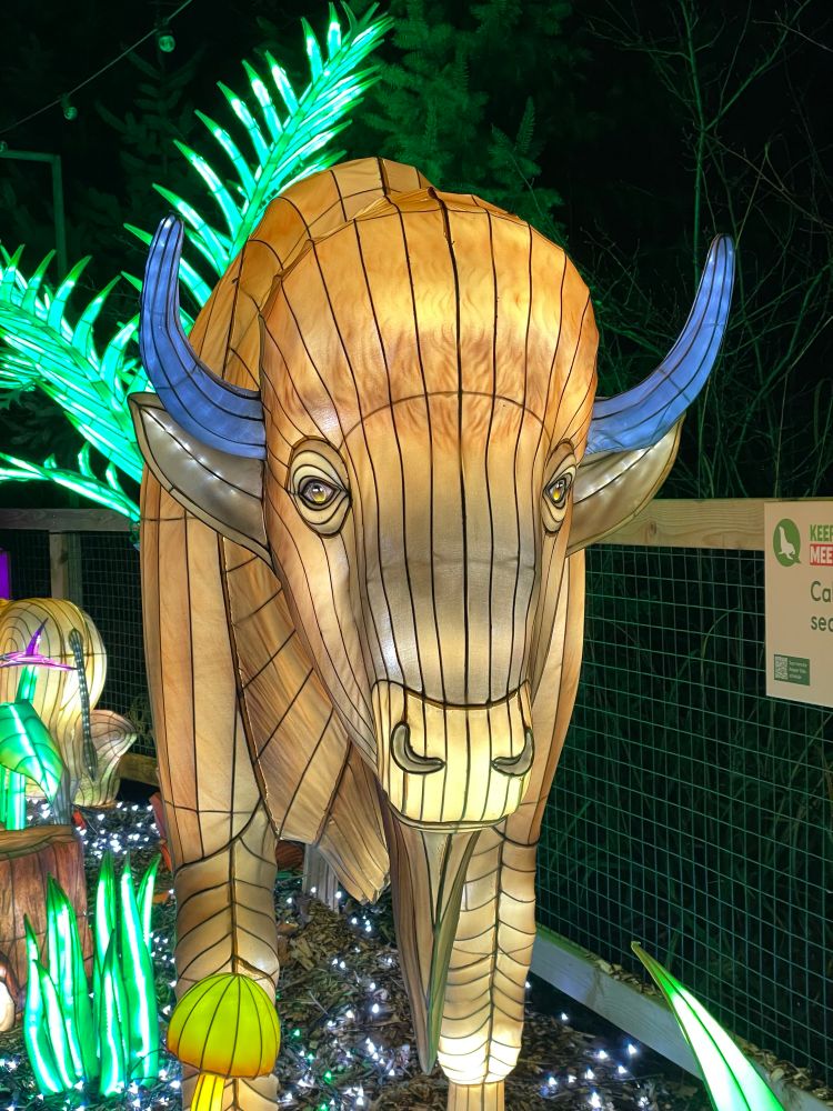 A sad Bison (or could be a Buffalo)