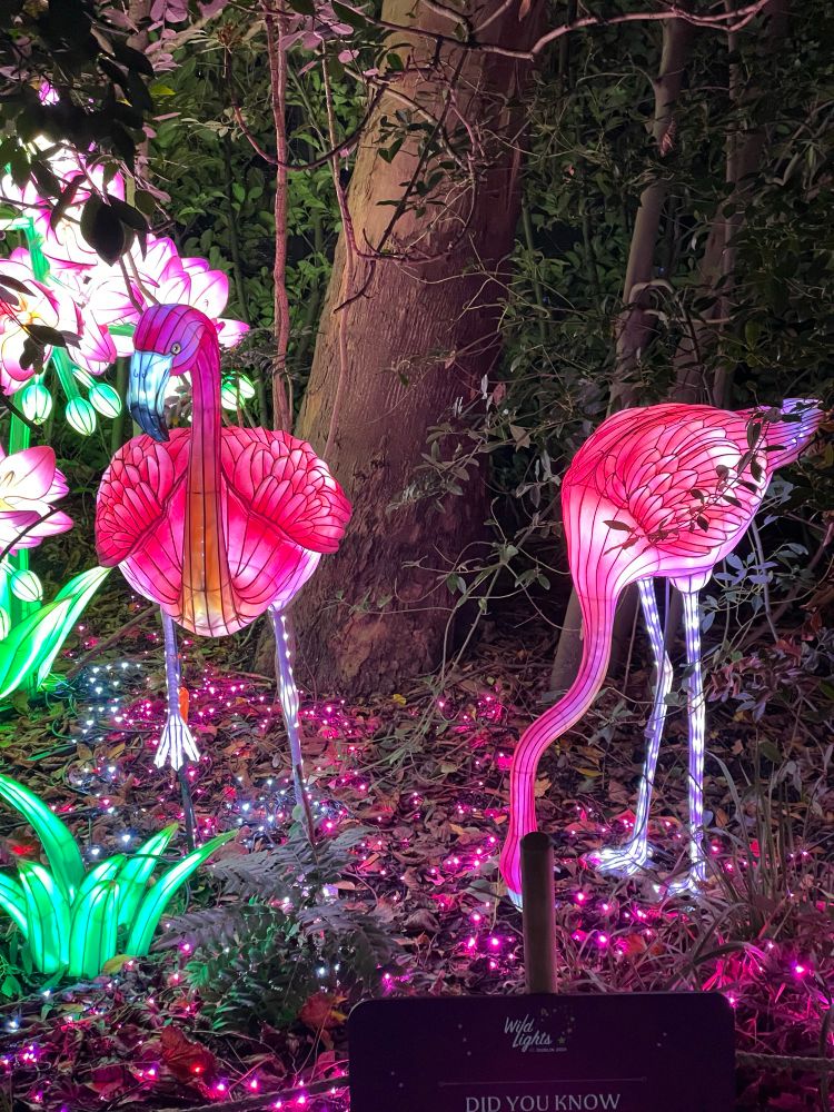 ♪ Cause paradise is where I'll be
Pretty flamingo ♪