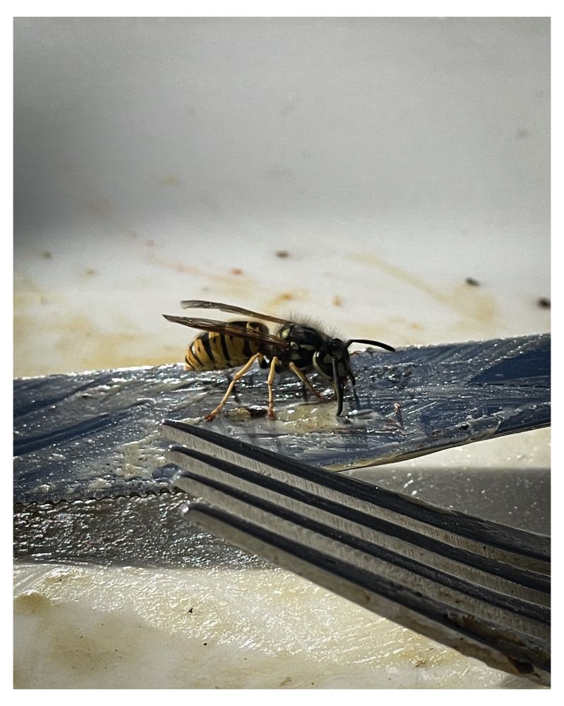 A bastard wasp!
