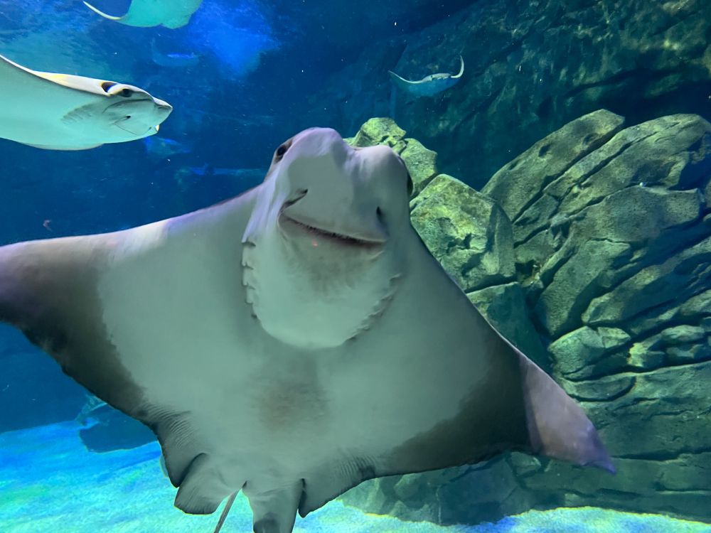 a ray at the ripley aquarium in toronto
