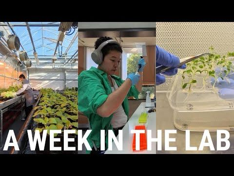 Running around the lab in 360° | A week of a plant science student