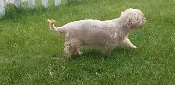 Love of my life, my constant companion Cola. A tan-colored small mutt, shih-tzu- yorkie mix, with a tail curled upward, fur slightly wavy, walks happily in a grassy yard. Ears flopped down in little triangles 