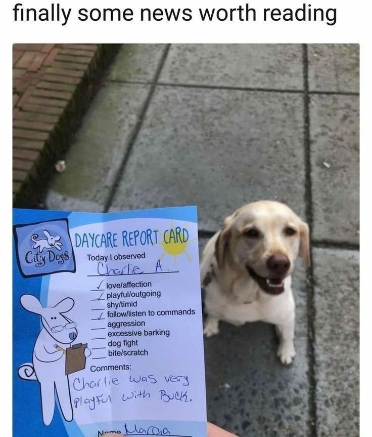 Dog gets a positive Doggie Daycare Report Card