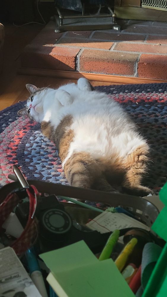 A white and brown tabby cat laying on a rug. The cat is on her back, showing her whole belly, while staring to the left.