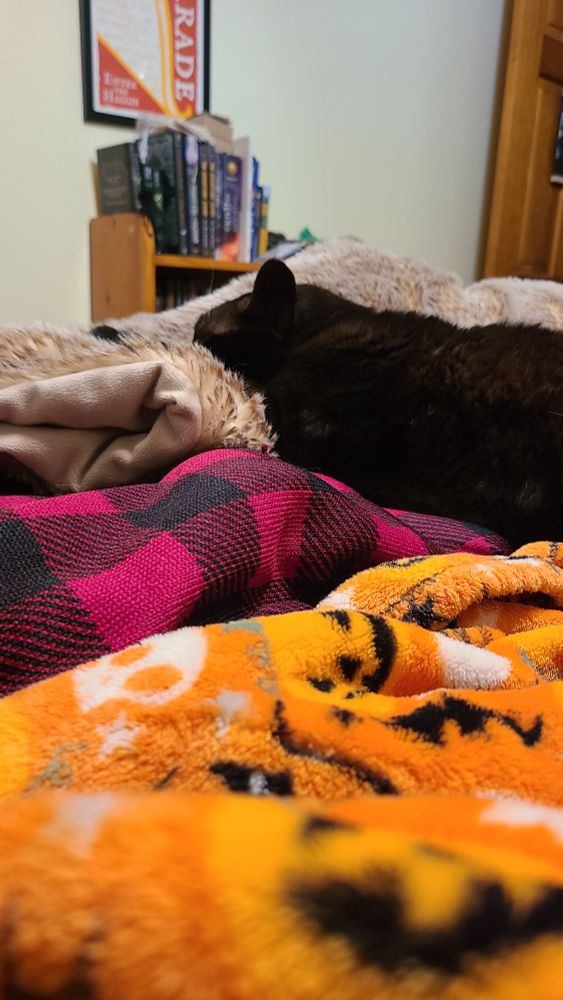 A black cat asleep resting on three blankets. One blanket is faux fur, one is red plaid, one is an orange Halloween theme.