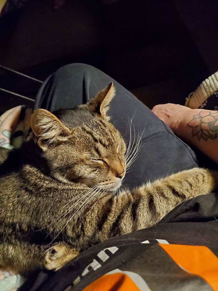 A brown tabby cat sleeping happily in the lap of a person wearing black joggers and the Labor Notes Troublemakers Pride T-shirt.