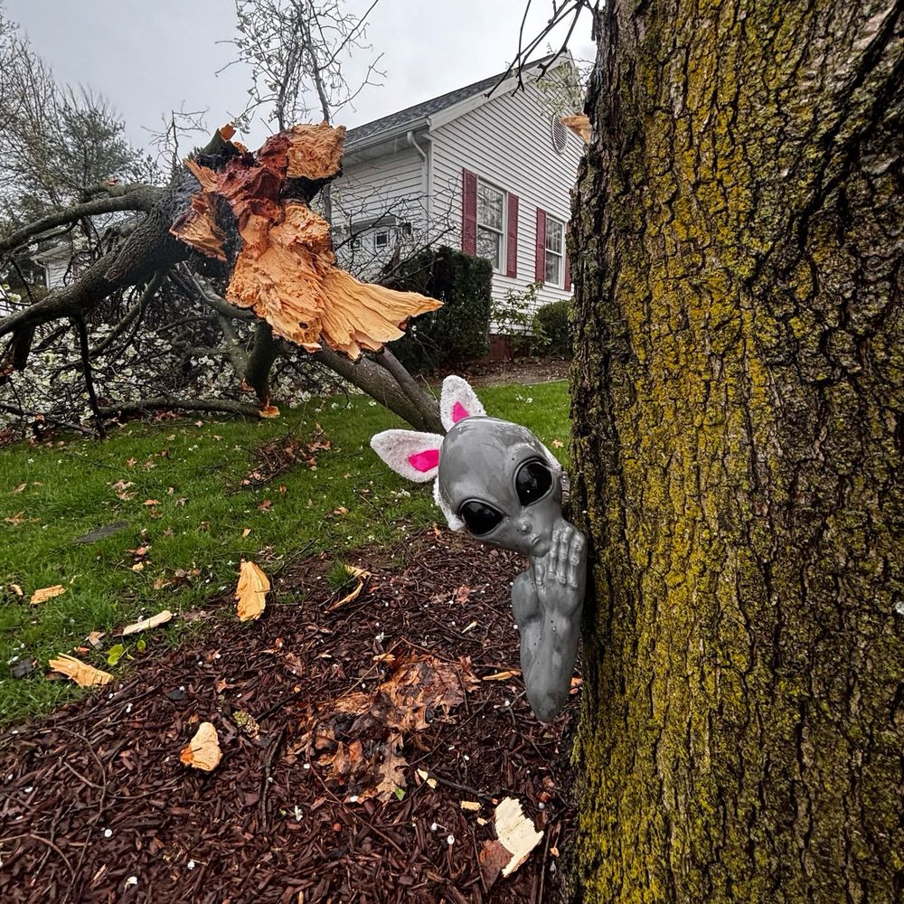An alien with bunny ears peeking around a tree. Half the tree is now laying across the driveway after a storm. 