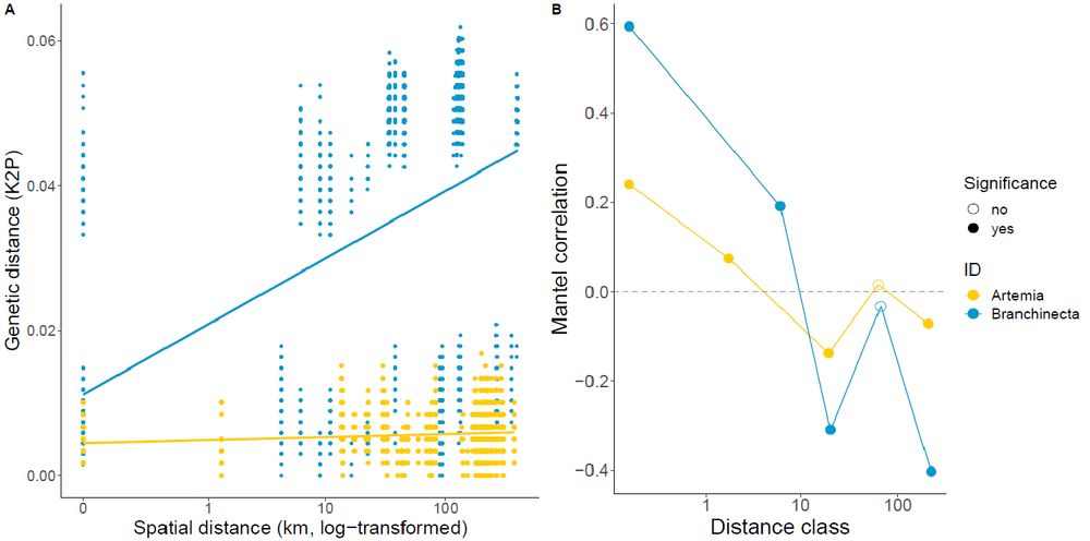 Branchinecta and Artemia franciscana from the Saskatchewan region genetic distances, measured as Kimura 2-parameter (K2P) distances in relation to spatial distance, based on the mitochondrial CO1 gene fragment. There was a significant distance decay in the assembled dataset (Mantel test; nperm = 999; Branchinecta: r = 0.485, P < 0.001; A. franciscana: r = 0.149, P < 0.001); (b) Mantel correlogram for genetic distance (Hellinger-transformed) and geographic distance + 0.1 (log-transformed) in Branchinecta and A. franciscana from the study lakes in Saskatchewan, Canada.