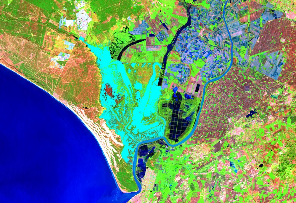 Landsat 8 satellite image of 30 January 2025, showing the flooded areas of the marsh in light blue, which allows us to estimate the total surface area. Prepared by: GIS and Remote Sensing Laboratory of the Doñana Biological Station – CSIC