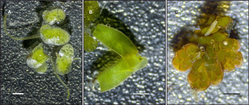 Examples of aquatic macrophyte specimens recovered from neotropical otter faeces. (A) Lemna minuta , (B) Wolffiella oblonga , and (C) Azolla filiculoides. Scale 1 mm.