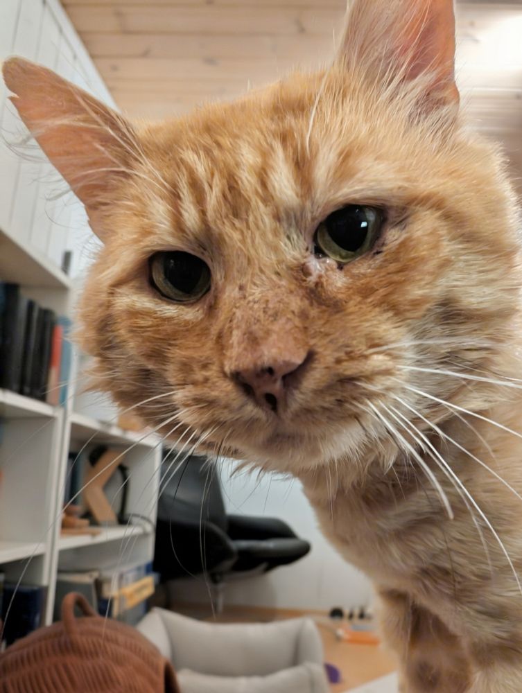 Carlos, en rødstripet hannkatt, ser søtt inn i kamera 