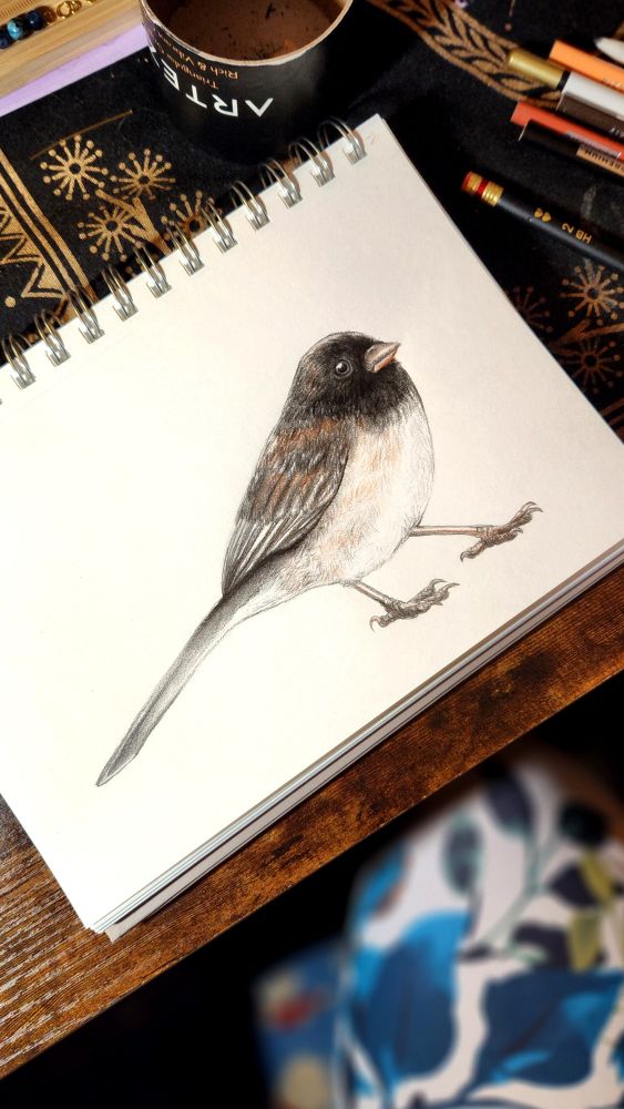 Color pencil drawing of a dark-eyed junco sparrow by me